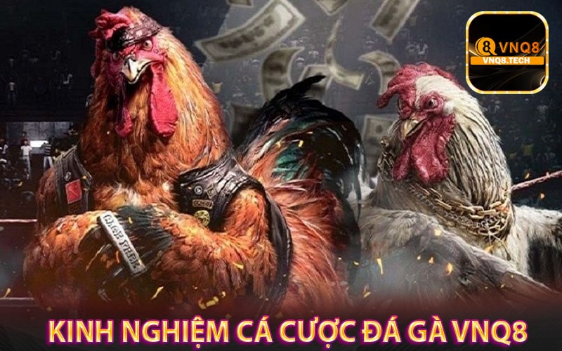 Kinh nghiệm cá cược đá gà vnq8 