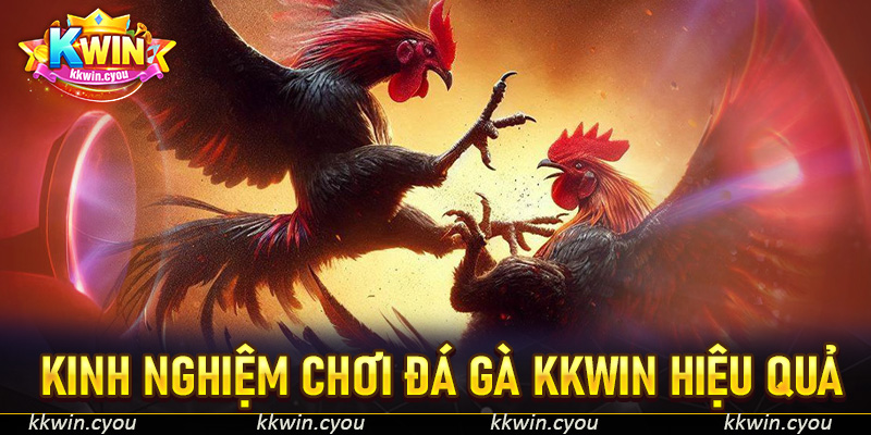 Kinh nghiệm chơi đá gà KKWIN hiệu quả